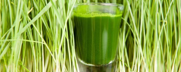 Wheat clearance juice benefits