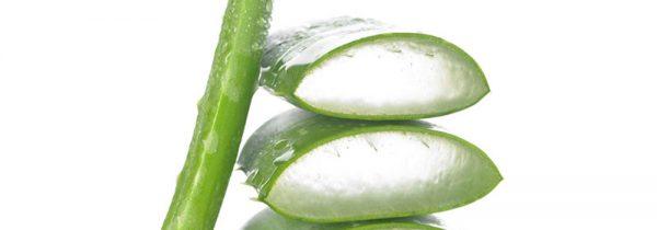 Benefits of Drinking Aloe Vera